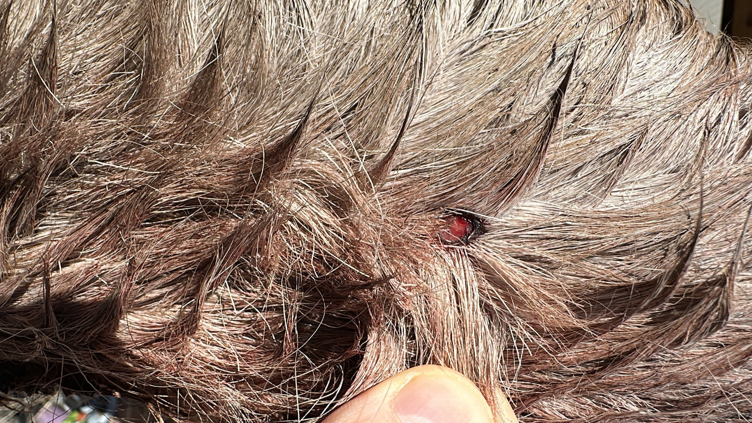Wildlife Crime, Welfare, and the Quiet Reality of Deer Management