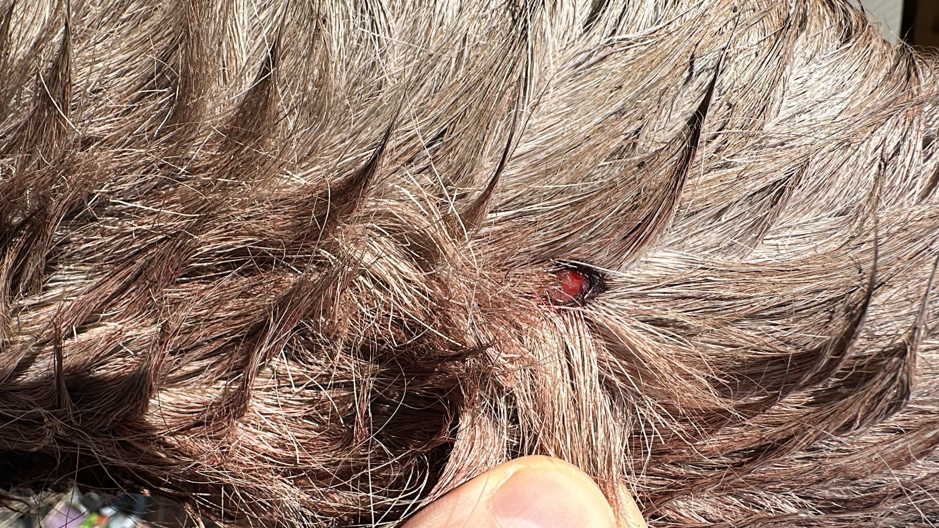 Wildlife Crime, Welfare, and the Quiet Reality of Deer Management