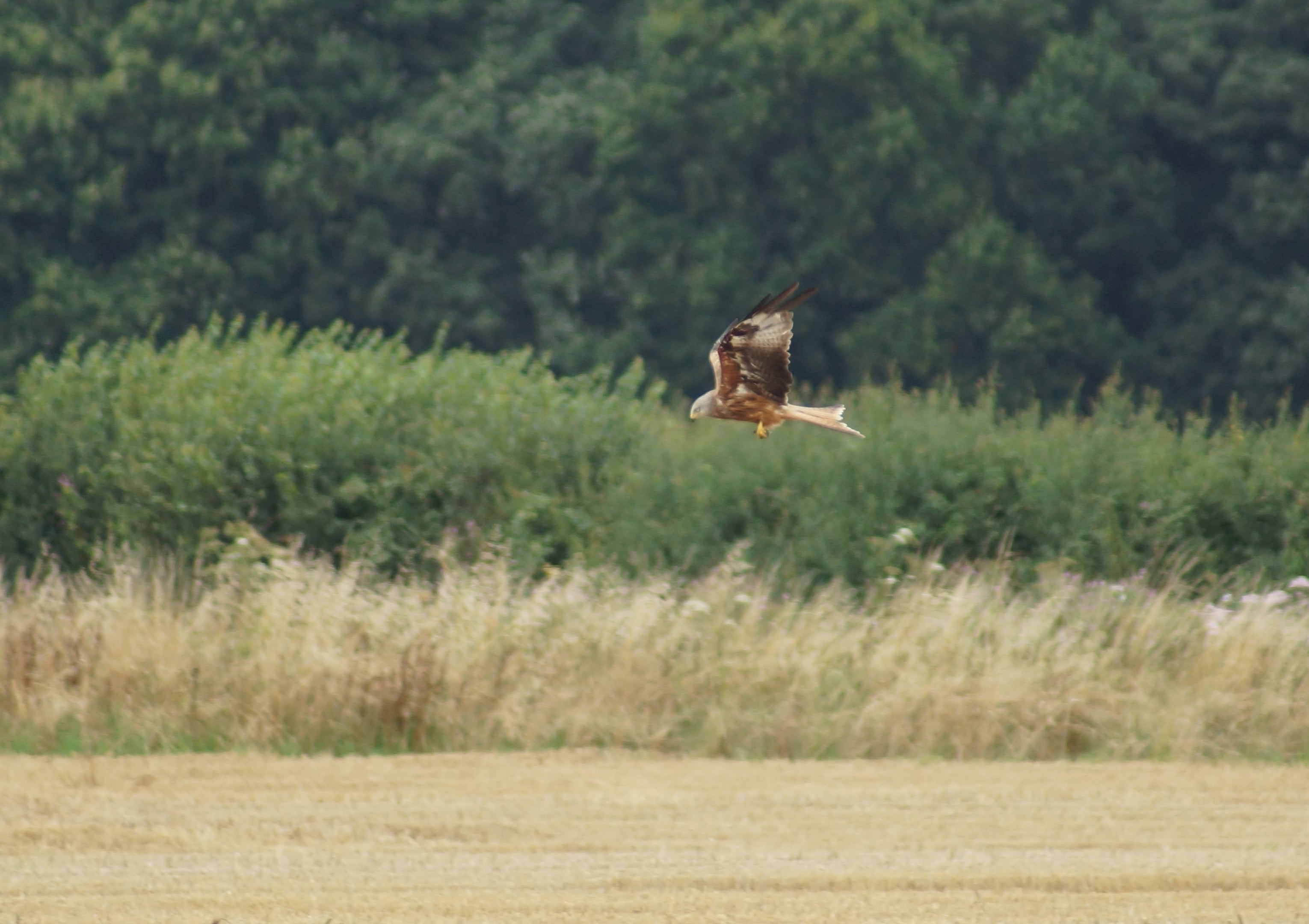 Observing Wildlife in Land-Based Management