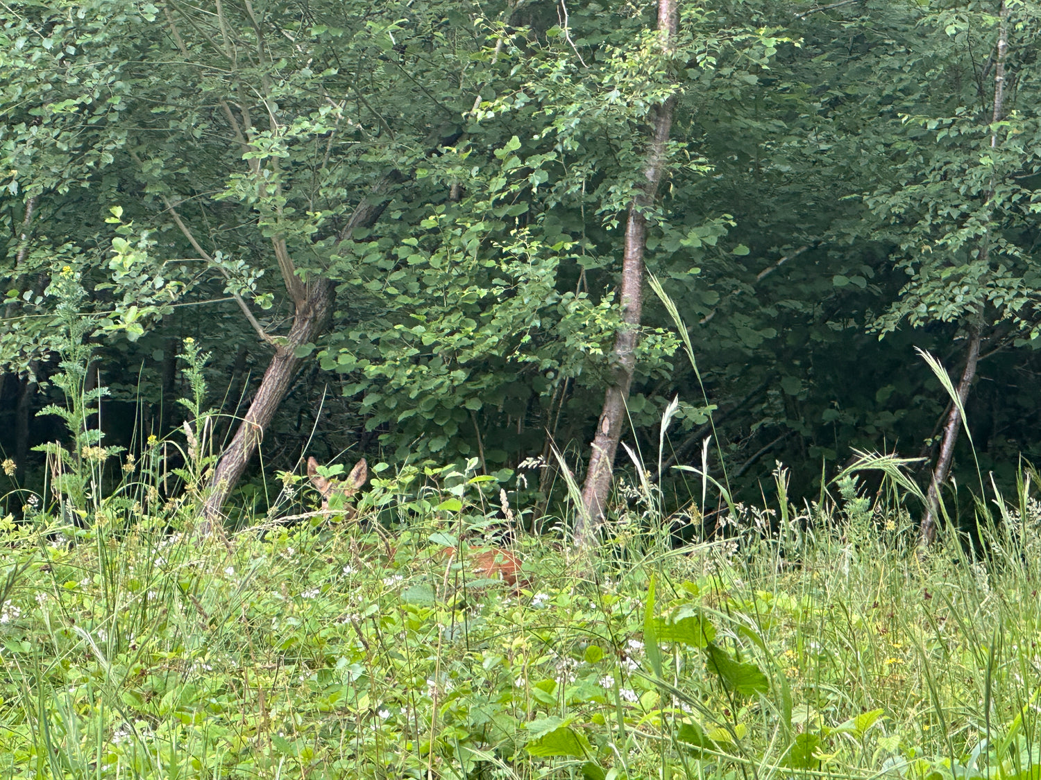 The Art of Camouflage in Deer - Tips On How To Spot Deer