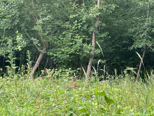 The Art of Camouflage in Deer - Tips On How To Spot Deer