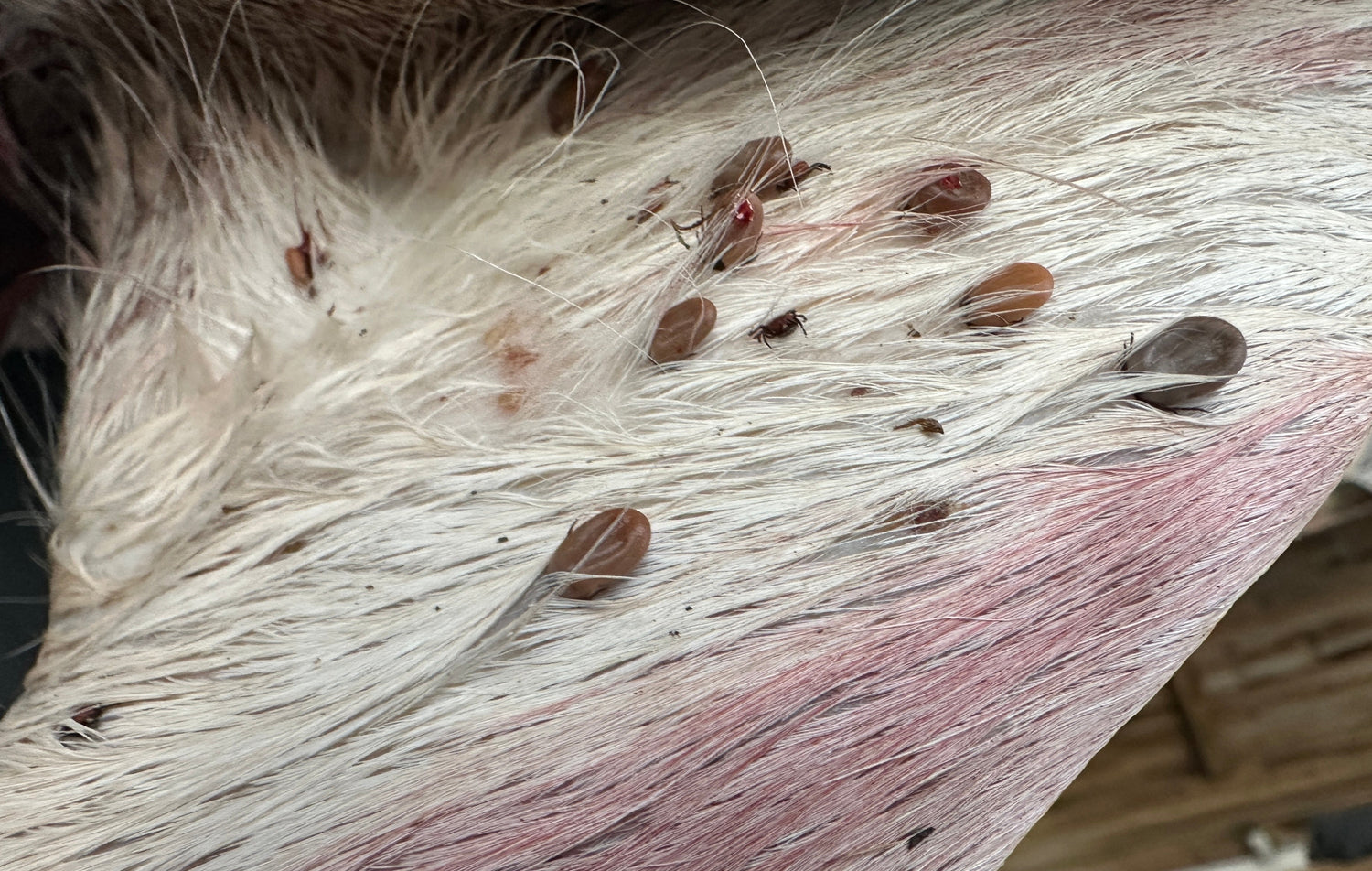 Ticks, Lyme Disease, and Why This Time of Year Deserves More Respect