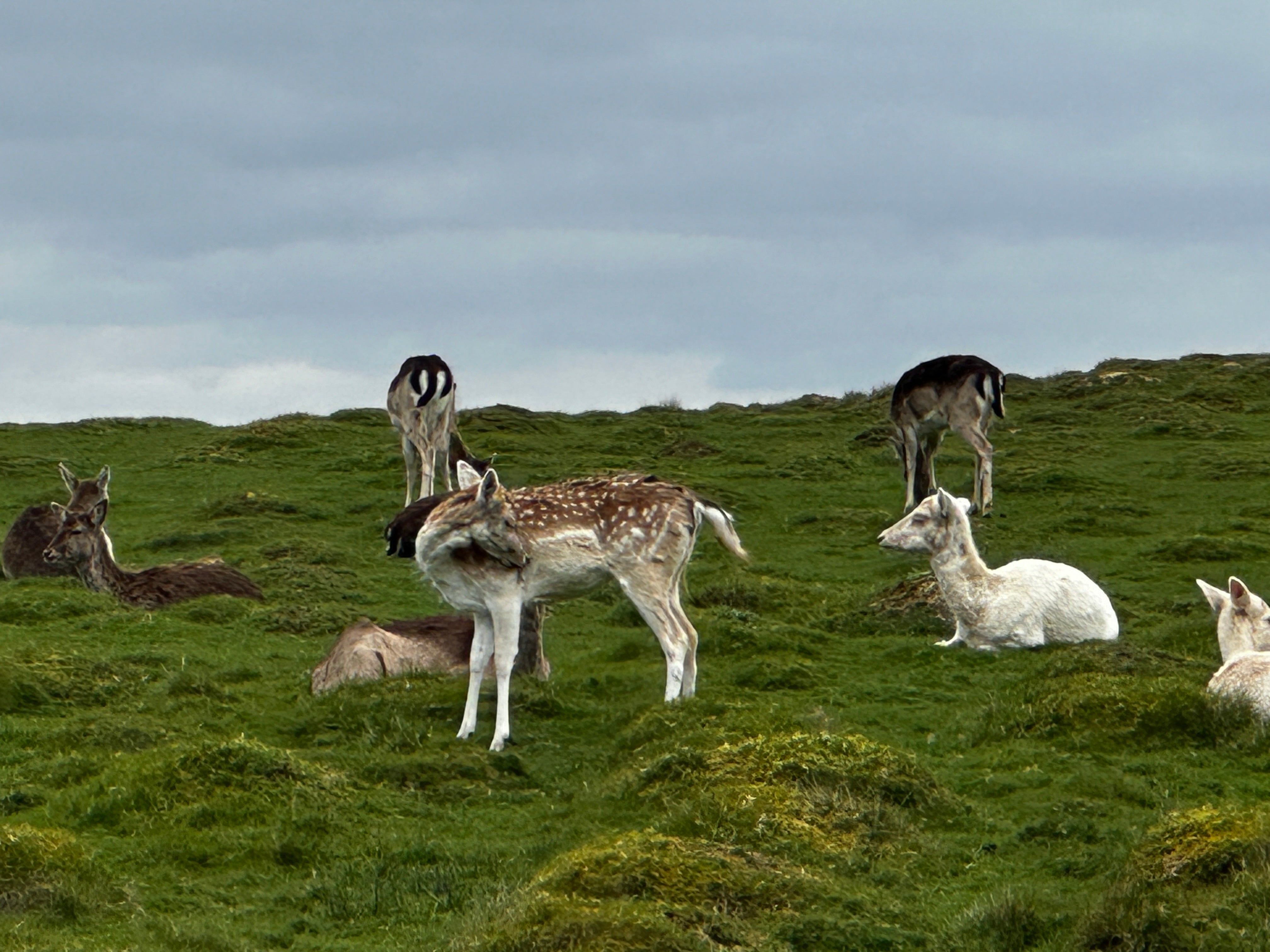 PDS1, PDS2, DSC1 or DSC2? Why Choice and Learning Environment Matter