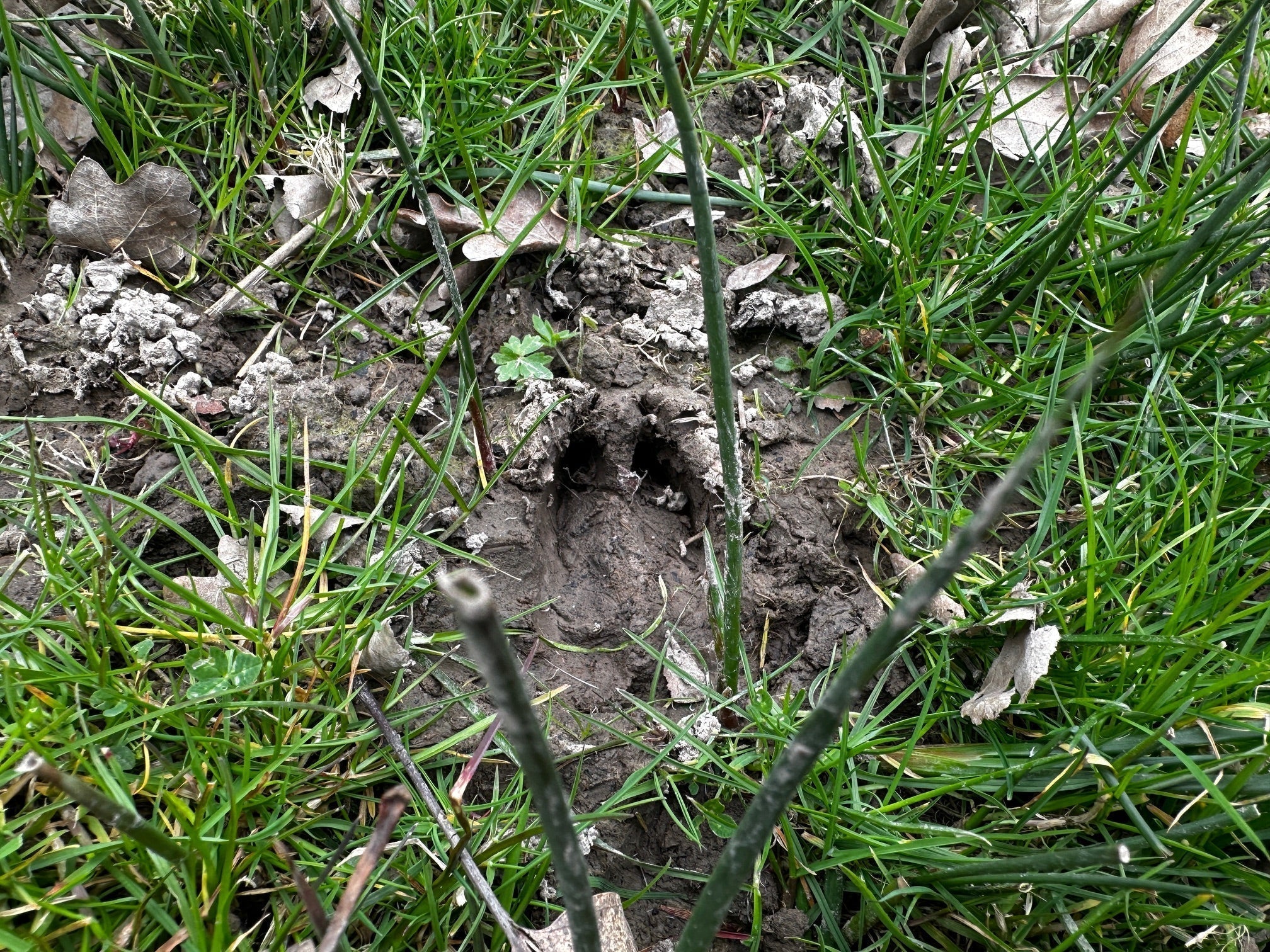 Deer Habitat Impact Assessments in Sussex Woodland