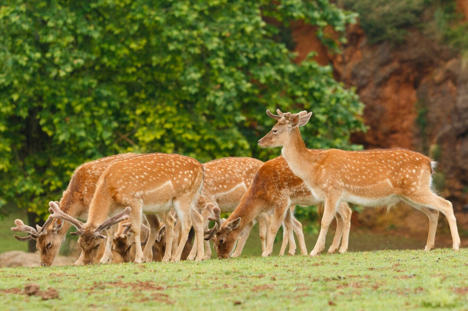 Designing a Deer Control Area A Comprehensive Guide for Effective