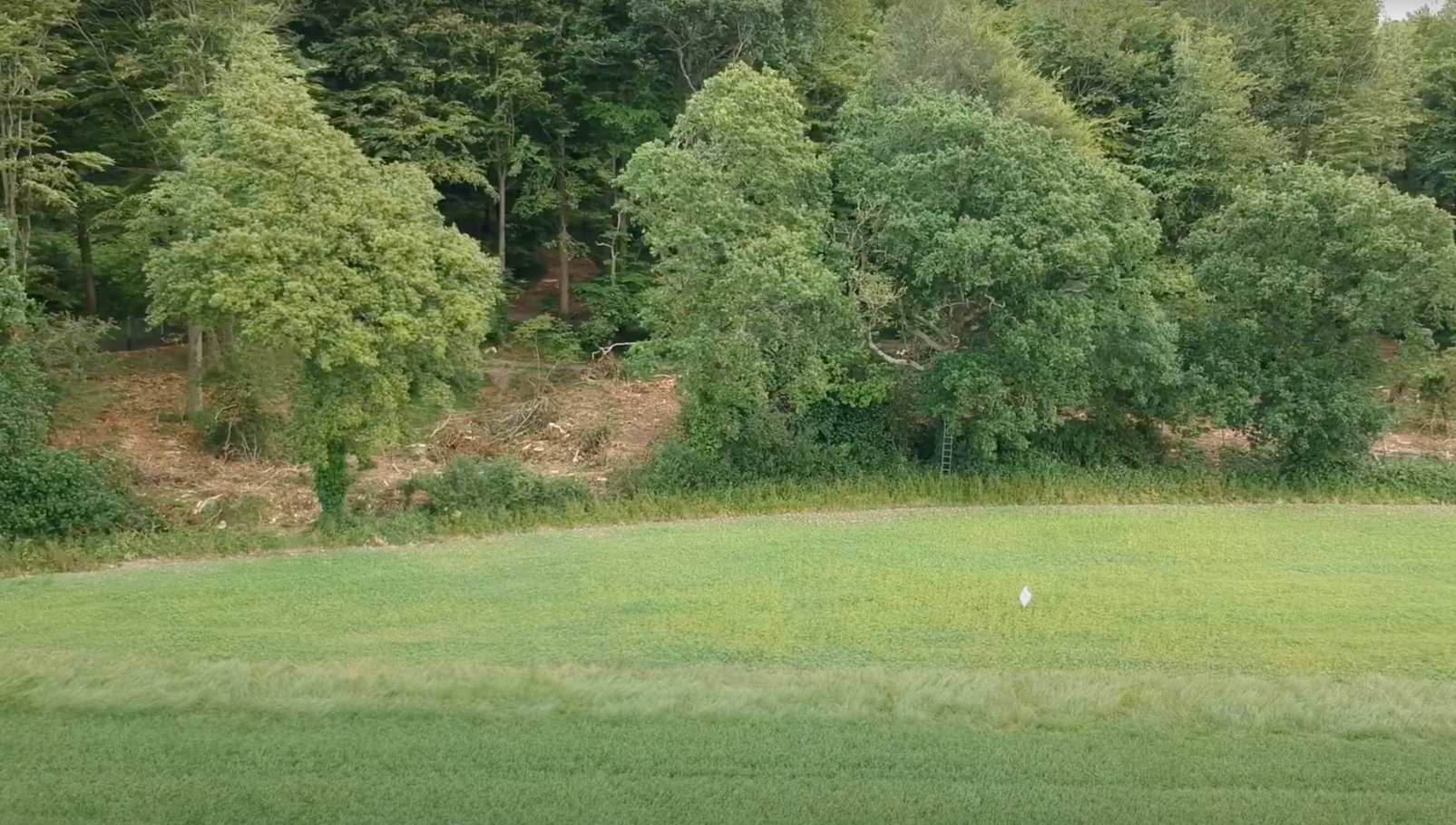 Navigating WS1: Essential Deer Management for Woodland Health