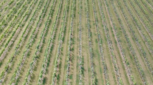 Deer Management for Vineyards: Ensuring Sustainable Vineyard Health