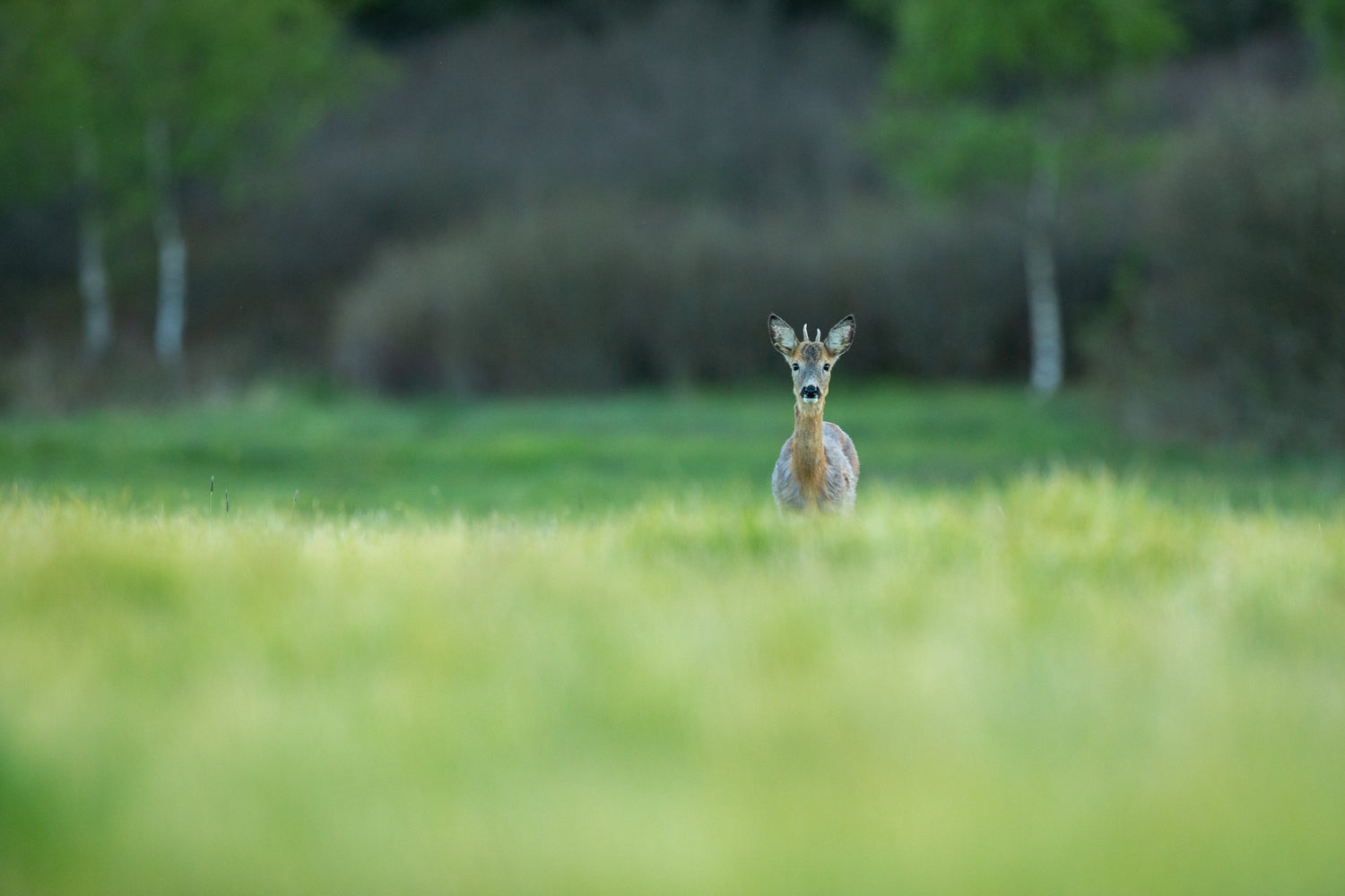 From Loss to Profit: Transforming Deer into a Resource