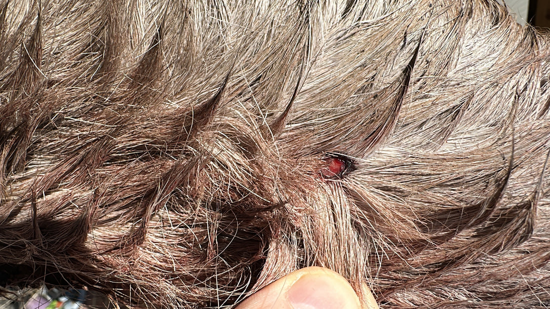 Wildlife Crime, Welfare, and the Quiet Reality of Deer Management