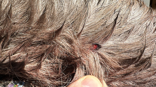 Wildlife Crime, Welfare, and the Quiet Reality of Deer Management