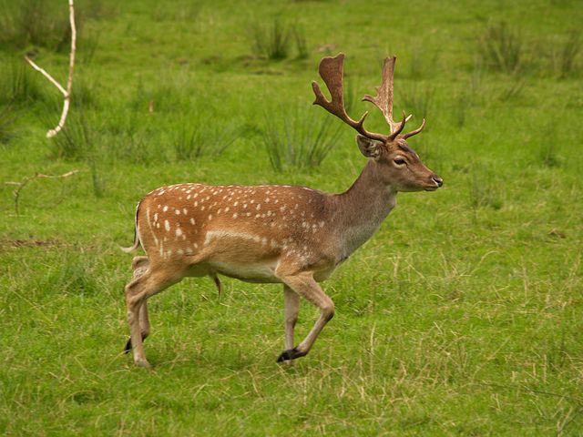 The History of Fallow Deer in England: Evolution and Stewardship