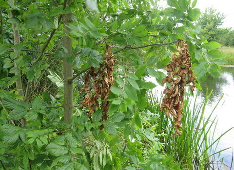 The Challenges of Ash Dieback (Hymenoscyphus Fraxineus) in Deer Management