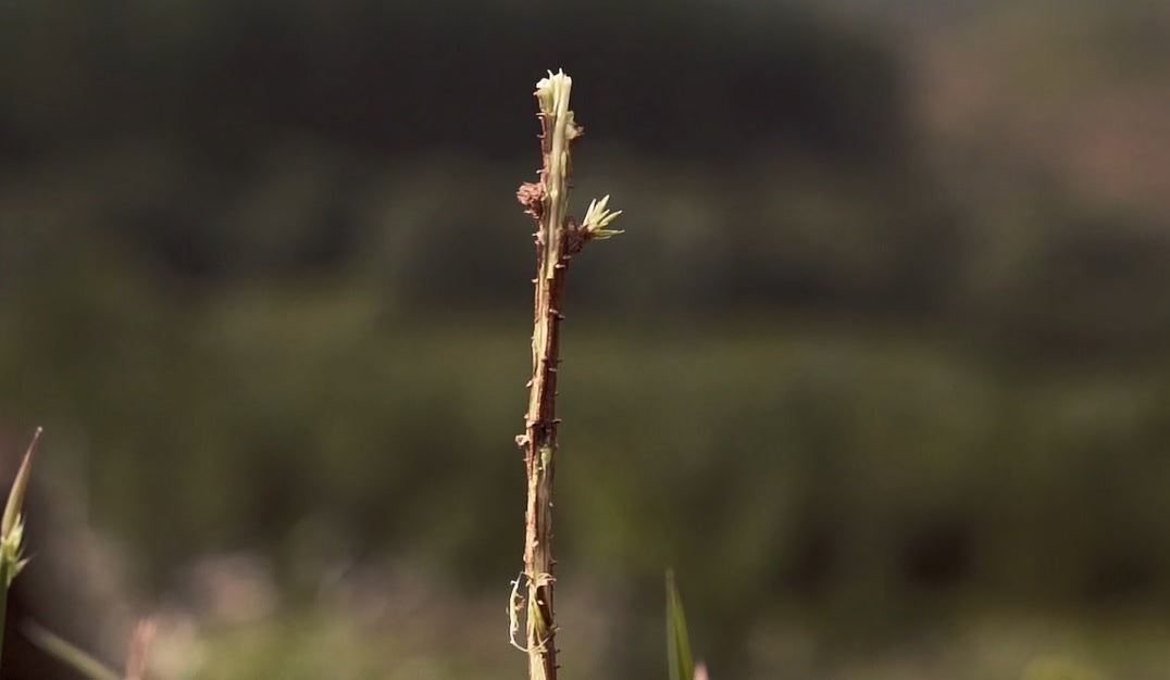 The Silent Cost of Deer Overpopulation on Your Land