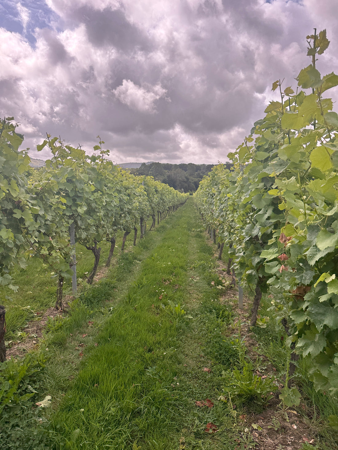 Deer Management in Sussex Vineyards