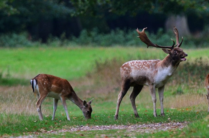 November: A Crucial Month for Deer Management in Southern England