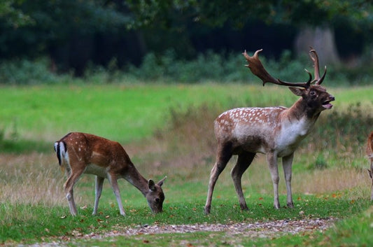 November: A Crucial Month for Deer Management in Southern England