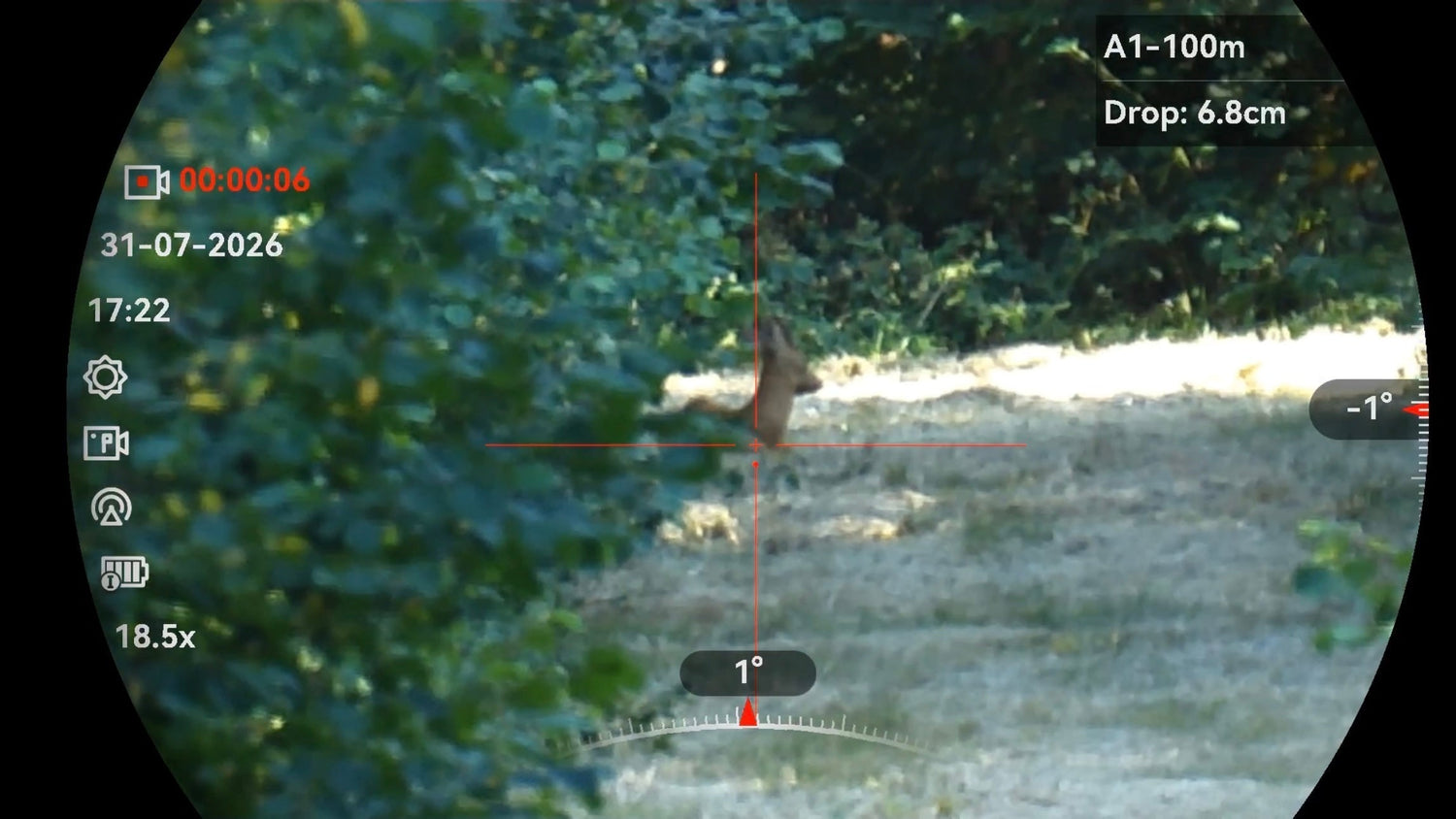 What Actually Makes a Good Cull Buck?