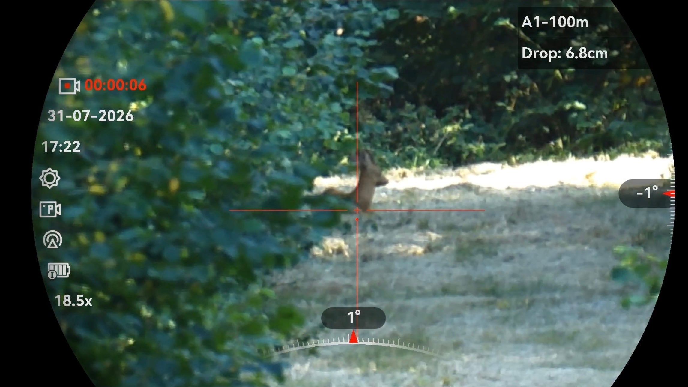What Actually Makes a Good Cull Buck?