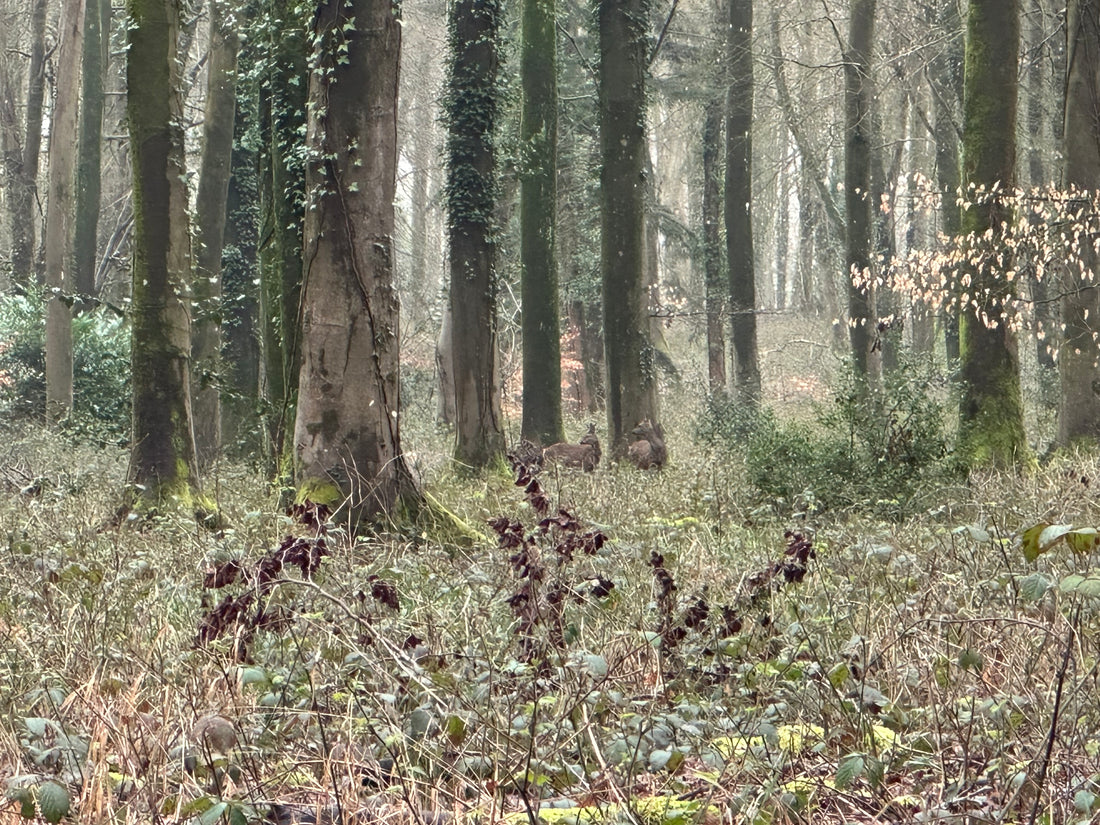 Roe Deer Stalking: Strategies for Woodland vs. Open Ground