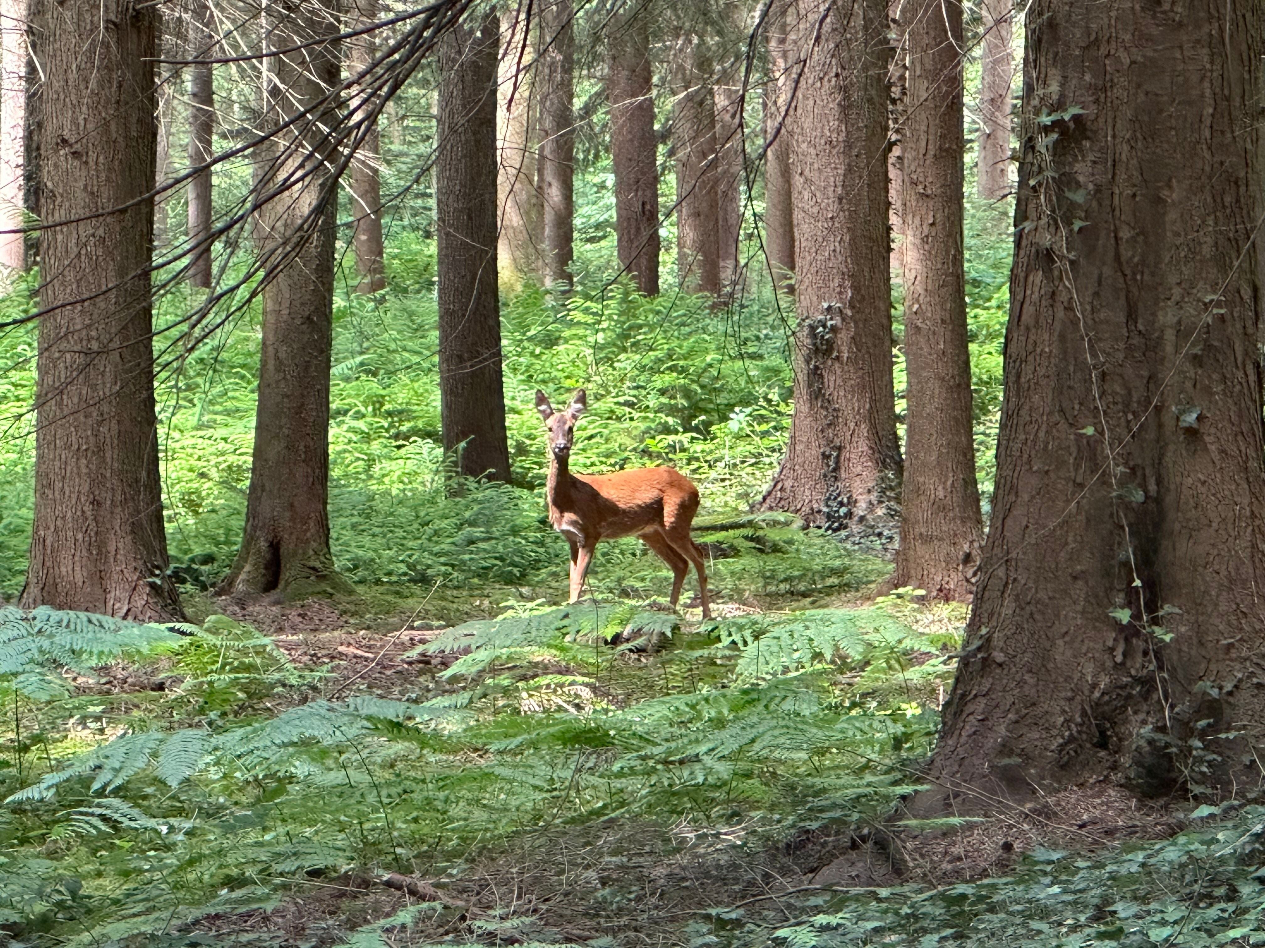 Enhancing Deer Management with Thermal Imaging Technology – Wildscape ...