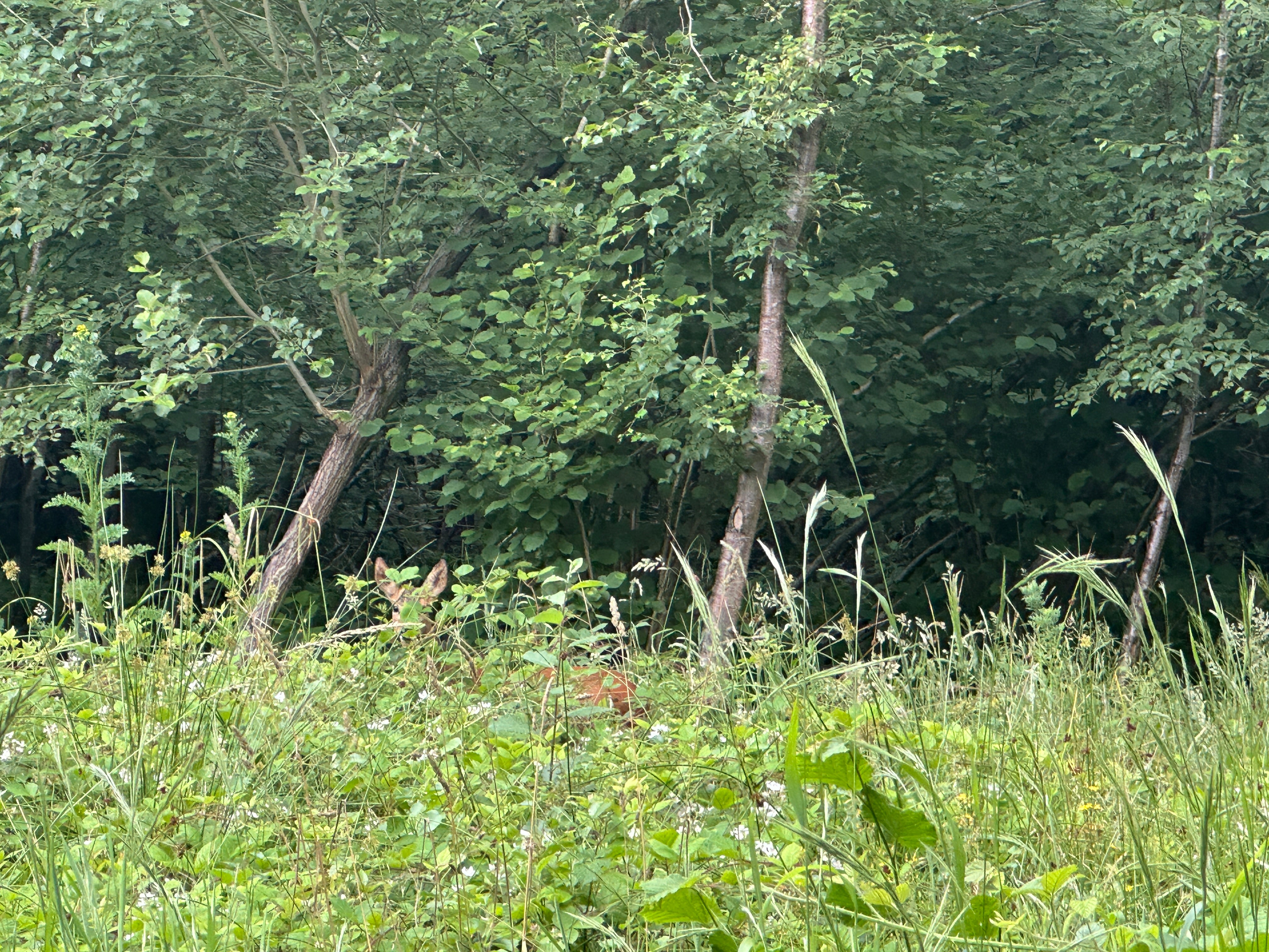 The Art of Camouflage in Deer - Tips On How To Spot Deer
