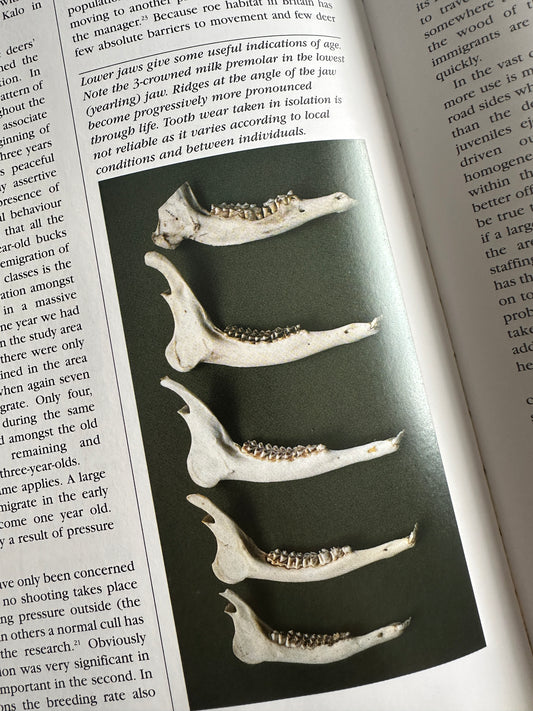 WARNING GRAPHIC CONTENT - The Importance of Dental Age Analysis in Deer Management