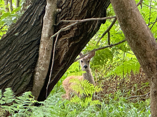 A Day in the Life of Contract Deer Management