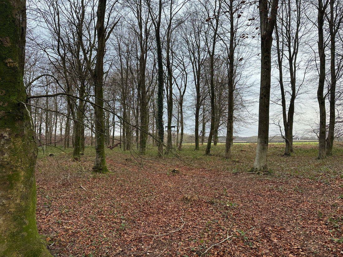 High Seat Placement: A Strategic Component of Sustainable Deer Management in Woodland Creation