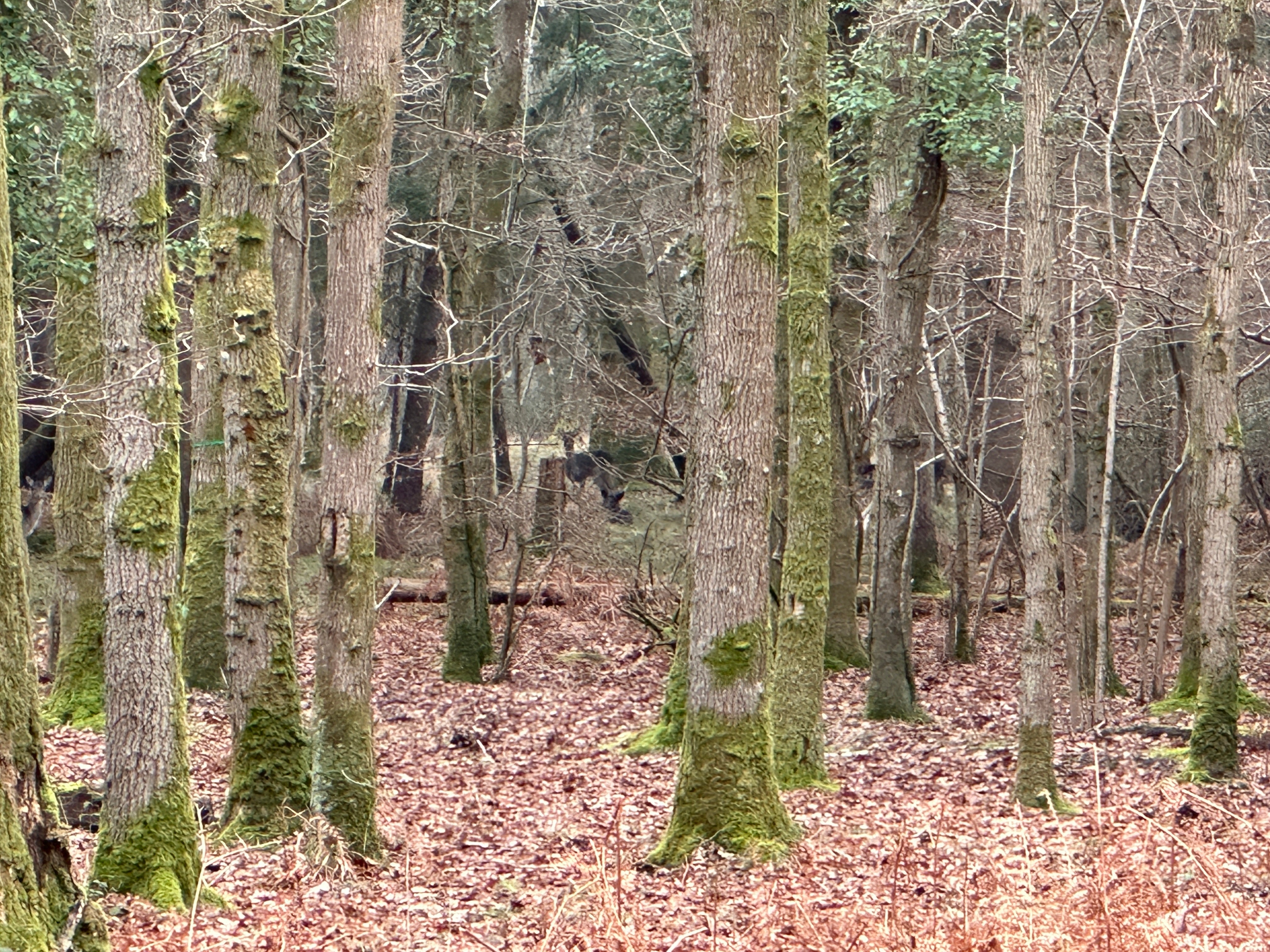 Fallow Deer in the South East: Pressing Challenges