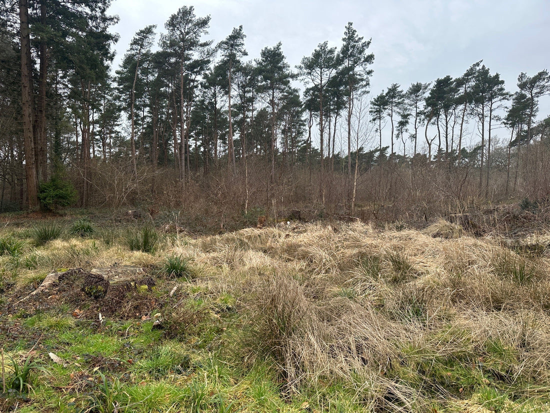 Head and Neck Shots in Woodland Management: Balancing Safety, Skill, and Deer Welfare