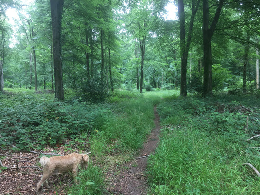 The Untouched Understory: Envisioning English Woodlands Without Deer Grazing