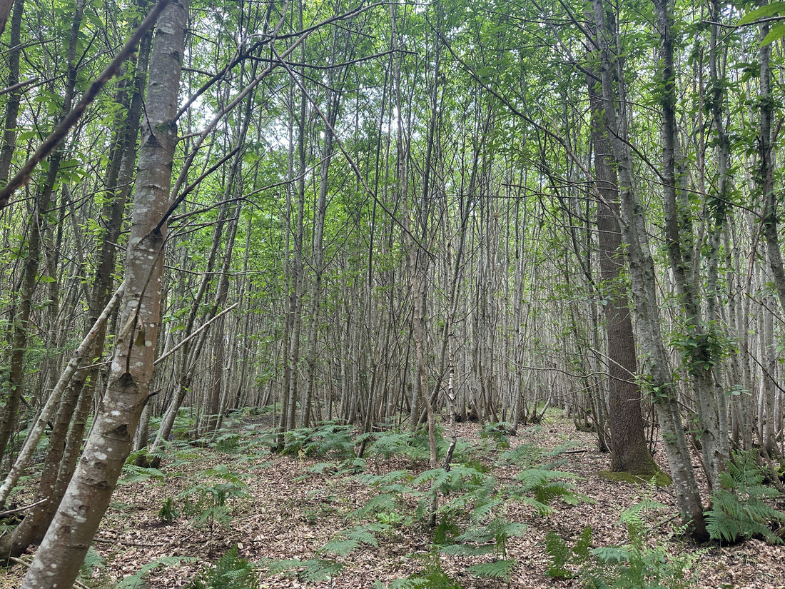 Deer Management in West Sussex: Turning Shared Pressure into Shared Action