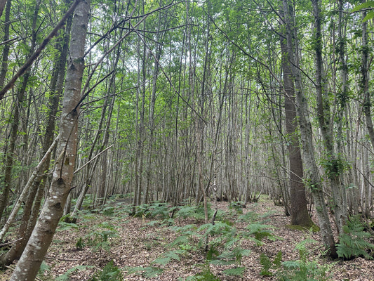 Deer Management in West Sussex: Turning Shared Pressure into Shared Action