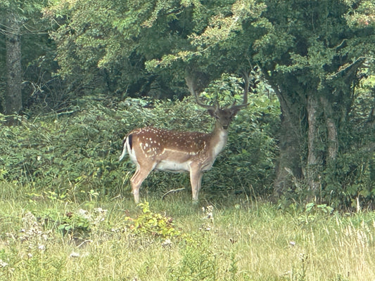 Deer Presence in Sussex Woodlands - The Signs Of Deer In Sussex