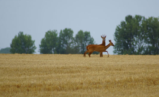 Safety in Sussex Deer Management: Why Knowing Your Ground is Non-Negotiable