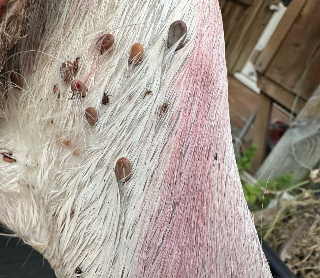 Ticks in a Changing Climate: Why We’re Seeing Them Later in the Year