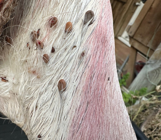 Ticks in a Changing Climate: Why We’re Seeing Them Later in the Year