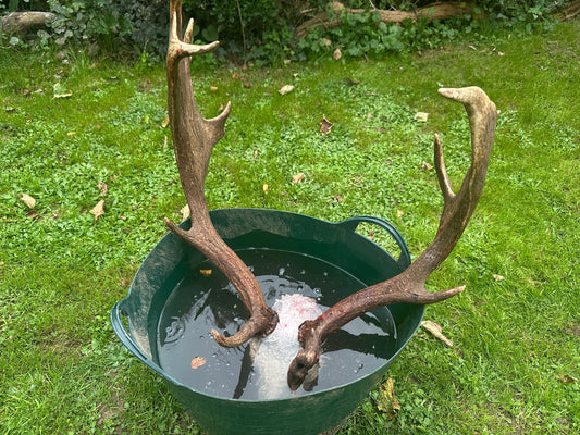 Knowing When It’s Time: The Art of Managing the Mature Buck