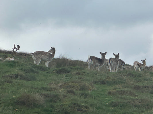 What Happens If You Ignore a Deer Problem? Long Term Costs for Estates