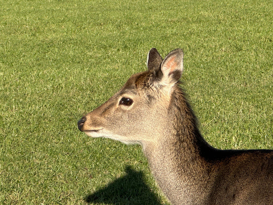 How to Complete a PA7 Species Management Plan for Deer (and Link it to CWS1)