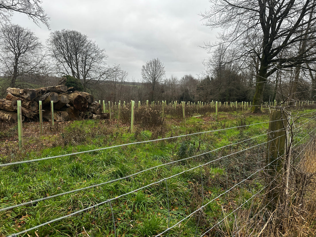 Using CWS1 Well: Why Deer Control Funding Only Works When It Buys Outcomes, Not Optics