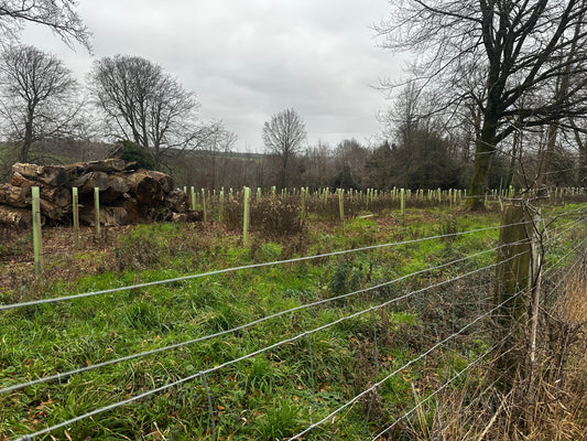 Using CWS1 Well: Why Deer Control Funding Only Works When It Buys Outcomes, Not Optics