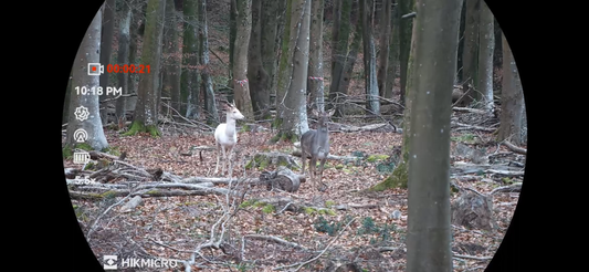Deer Do Not Recognise Boundaries: Sussex Deer Management