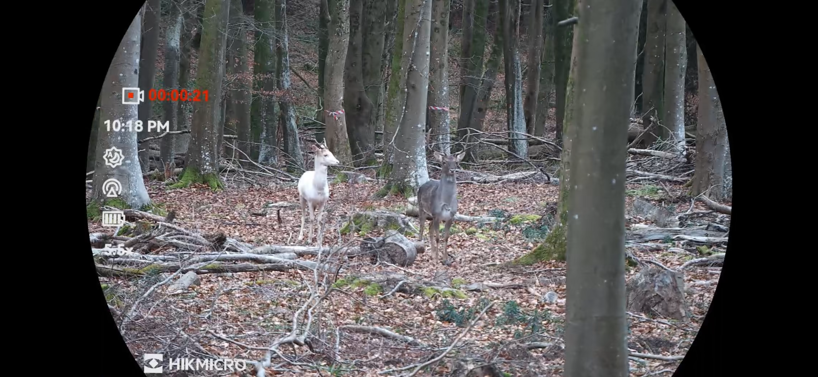 Deer Do Not Recognise Boundaries: Sussex Deer Management