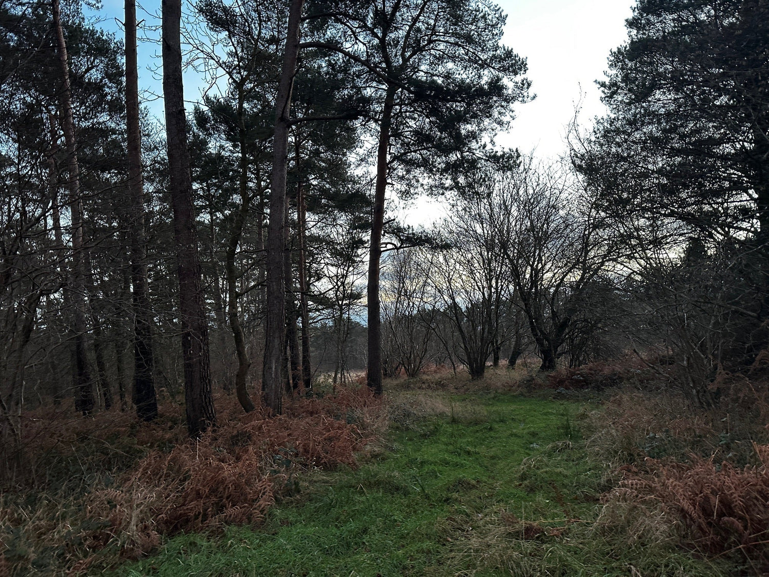 Ride and Glade Maintenance: Safer Deer Management In Woodlands