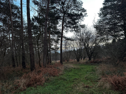 Ride and Glade Maintenance: Safer Deer Management In Woodlands