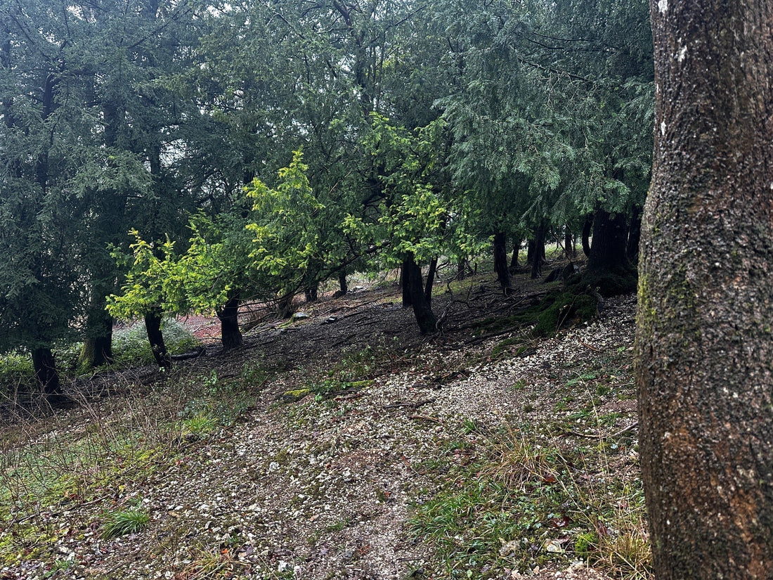 “There Isn’t a Deer Issue”: How Small Landowners Can Identify Deer Impact Before It Becomes Expensive