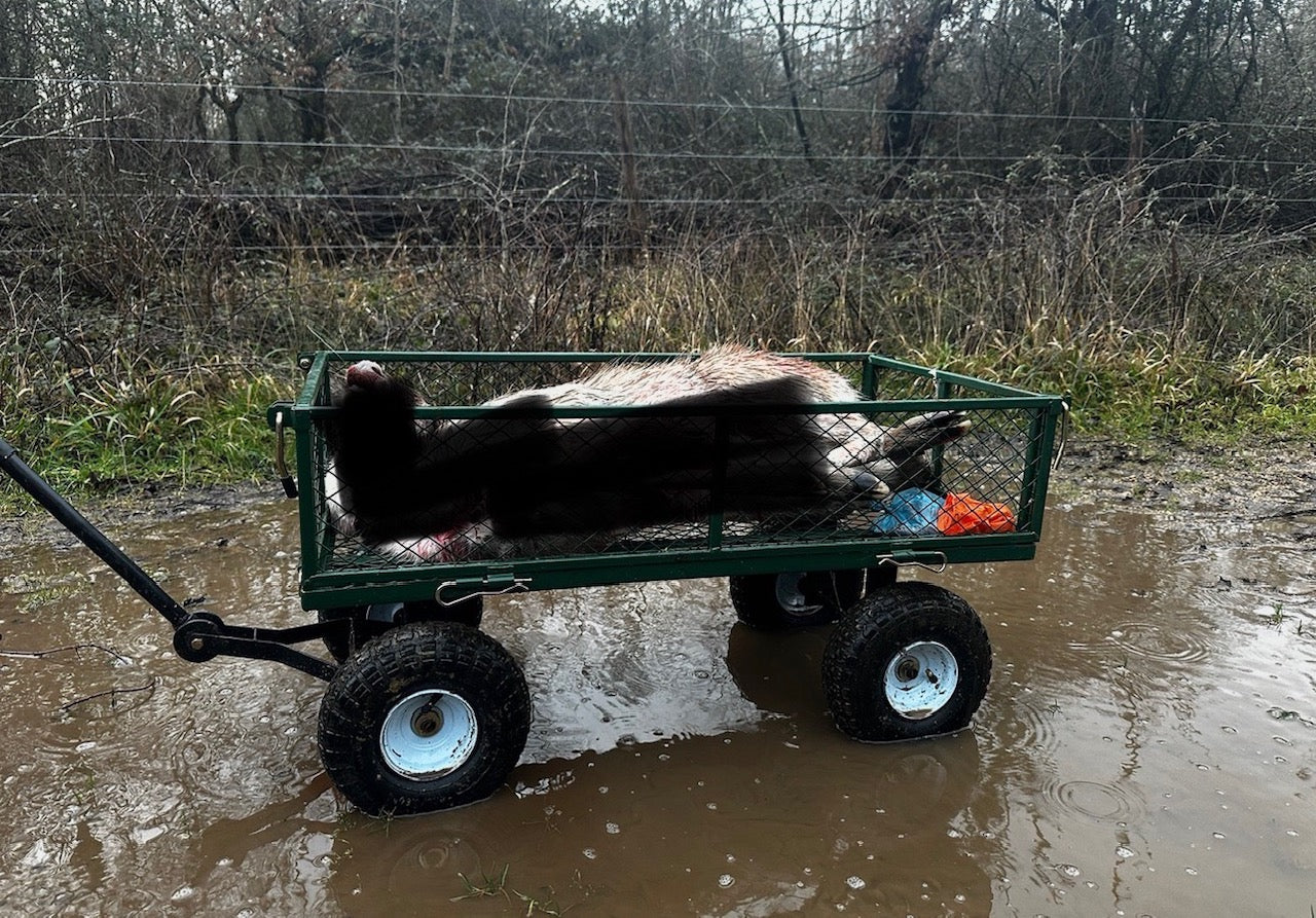 Extraction in a Wet Winter: Why the Hardest Part of Deer Work Starts After the Shot