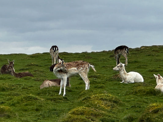 PDS1, PDS2, DSC1 or DSC2? Why Choice and Learning Environment Matter