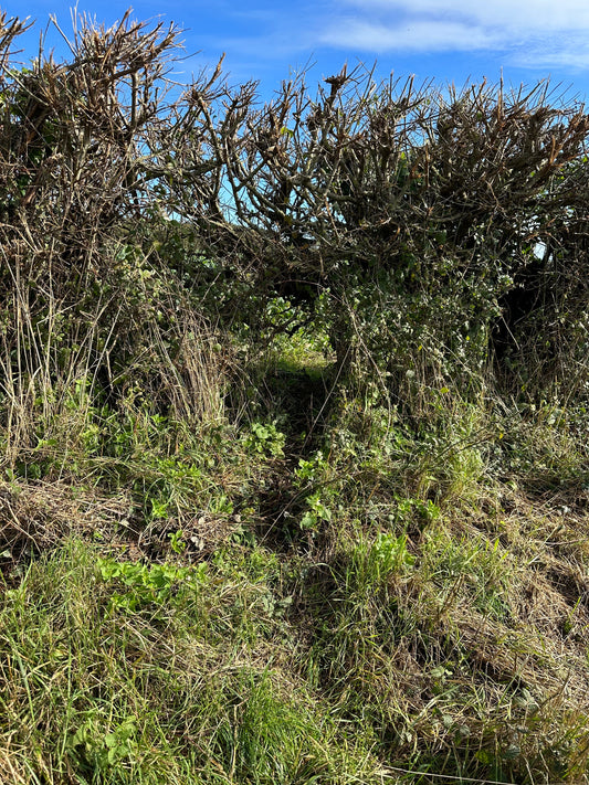 Managing Deer Impact on Hedgerows: A Practical Approach for UK Landowners